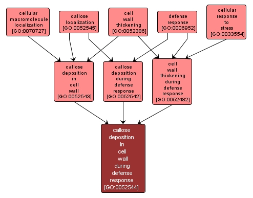 GO:0052544 - callose deposition in cell wall during defense response (interactive image map)