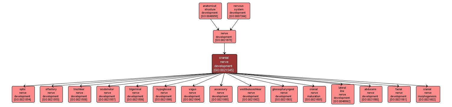 GO:0021545 - cranial nerve development (interactive image map)