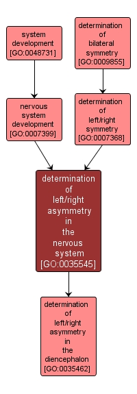 GO:0035545 - determination of left/right asymmetry in the nervous system (interactive image map)