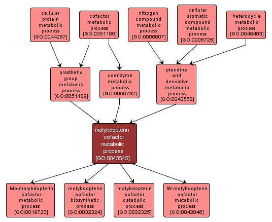 GO:0043545 - molybdopterin cofactor metabolic process (interactive image map)