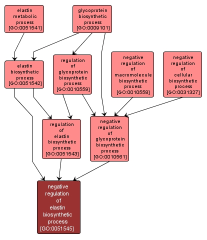 GO:0051545 - negative regulation of elastin biosynthetic process (interactive image map)