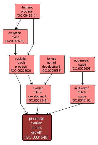 GO:0001546 - preantral ovarian follicle growth (interactive image map)