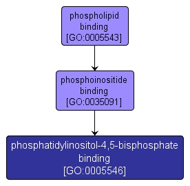 GO:0005546 - phosphatidylinositol-4,5-bisphosphate binding (interactive image map)