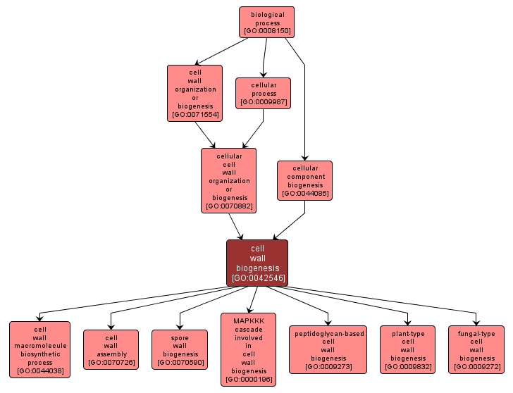 GO:0042546 - cell wall biogenesis (interactive image map)