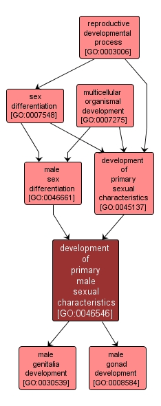 GO:0046546 - development of primary male sexual characteristics (interactive image map)