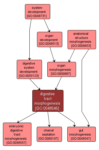 GO:0048546 - digestive tract morphogenesis (interactive image map)