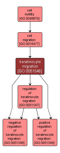GO:0051546 - keratinocyte migration (interactive image map)