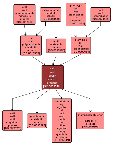 GO:0052546 - cell wall pectin metabolic process (interactive image map)