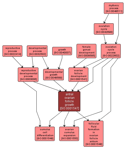 GO:0001547 - antral ovarian follicle growth (interactive image map)