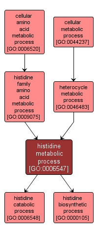 GO:0006547 - histidine metabolic process (interactive image map)