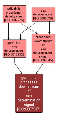 GO:0007547 - germ-line processes downstream of sex determination signal (interactive image map)