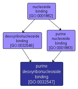 GO:0032547 - purine deoxyribonucleoside binding (interactive image map)