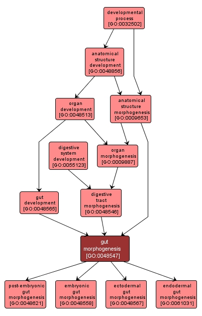 GO:0048547 - gut morphogenesis (interactive image map)