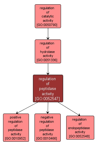 GO:0052547 - regulation of peptidase activity (interactive image map)