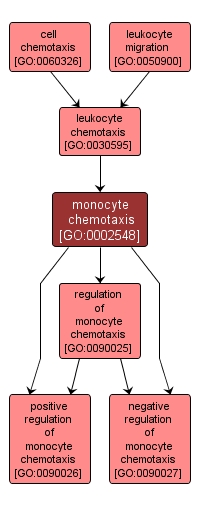 GO:0002548 - monocyte chemotaxis (interactive image map)