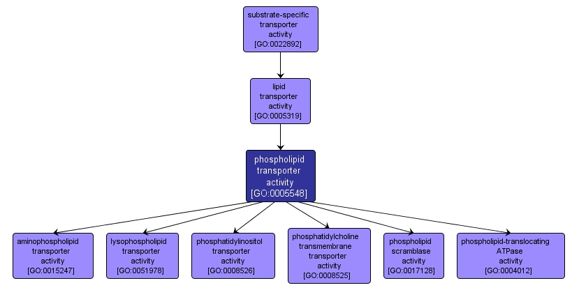 GO:0005548 - phospholipid transporter activity (interactive image map)
