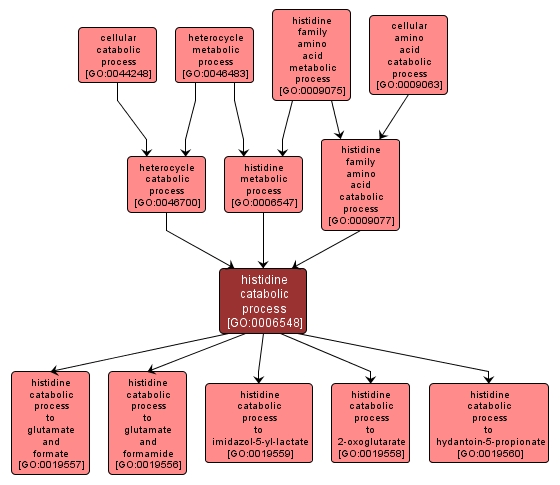 GO:0006548 - histidine catabolic process (interactive image map)