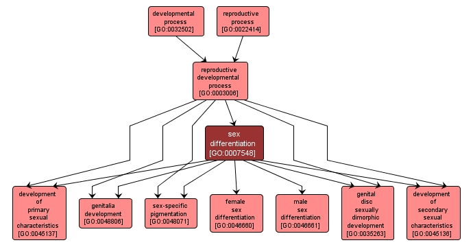 GO:0007548 - sex differentiation (interactive image map)