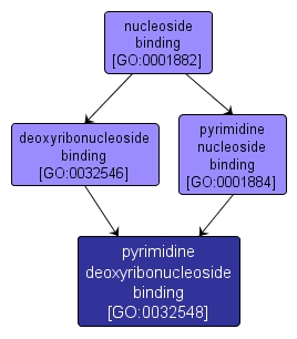 GO:0032548 - pyrimidine deoxyribonucleoside binding (interactive image map)