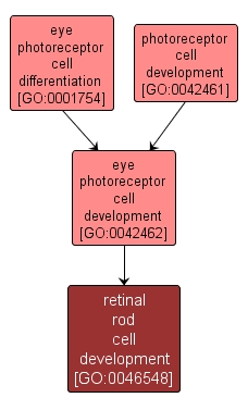 GO:0046548 - retinal rod cell development (interactive image map)