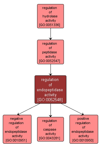 GO:0052548 - regulation of endopeptidase activity (interactive image map)