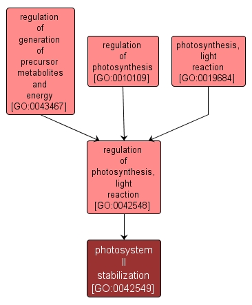 GO:0042549 - photosystem II stabilization (interactive image map)