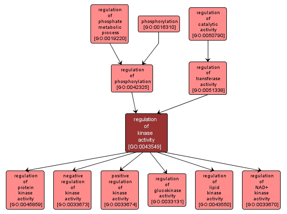 GO:0043549 - regulation of kinase activity (interactive image map)