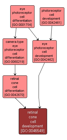 GO:0046549 - retinal cone cell development (interactive image map)