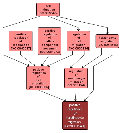 GO:0051549 - positive regulation of keratinocyte migration (interactive image map)