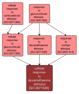 GO:0071549 - cellular response to dexamethasone stimulus (interactive image map)