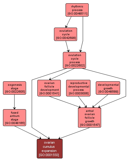 GO:0001550 - ovarian cumulus expansion (interactive image map)