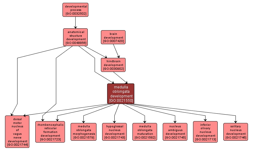 GO:0021550 - medulla oblongata development (interactive image map)
