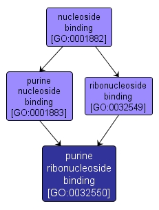 GO:0032550 - purine ribonucleoside binding (interactive image map)
