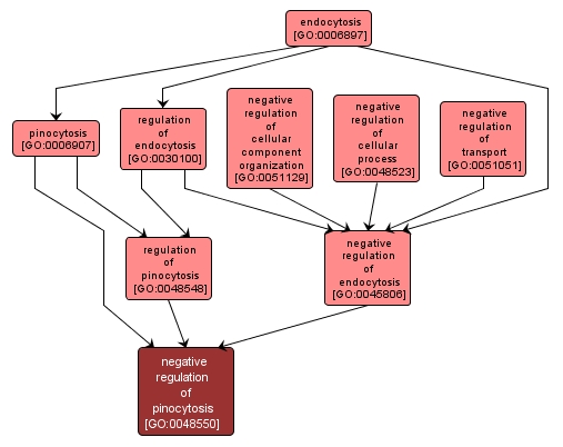 GO:0048550 - negative regulation of pinocytosis (interactive image map)