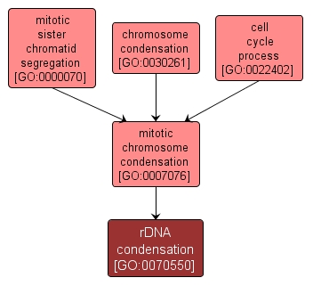 GO:0070550 - rDNA condensation (interactive image map)