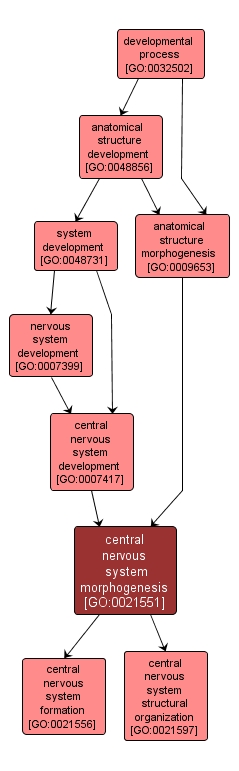 GO:0021551 - central nervous system morphogenesis (interactive image map)