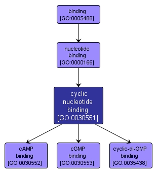 GO:0030551 - cyclic nucleotide binding (interactive image map)
