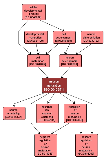 GO:0042551 - neuron maturation (interactive image map)