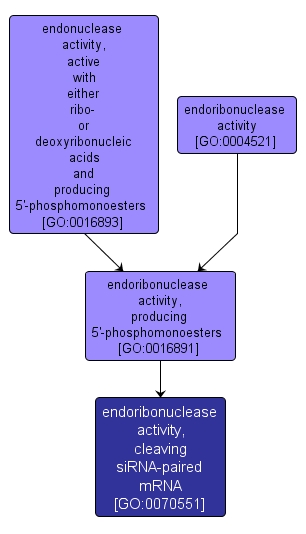 GO:0070551 - endoribonuclease activity, cleaving siRNA-paired mRNA (interactive image map)