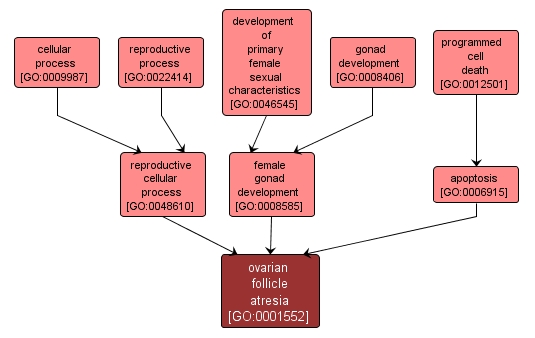 GO:0001552 - ovarian follicle atresia (interactive image map)