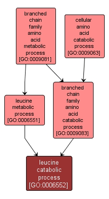 GO:0006552 - leucine catabolic process (interactive image map)
