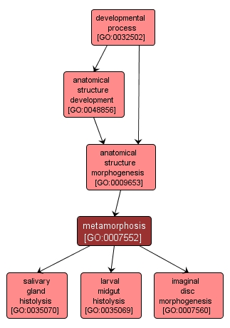 GO:0007552 - metamorphosis (interactive image map)