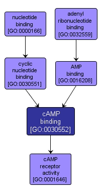 GO:0030552 - cAMP binding (interactive image map)