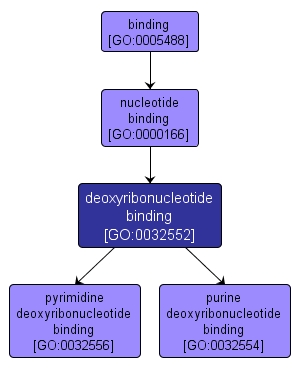 GO:0032552 - deoxyribonucleotide binding (interactive image map)