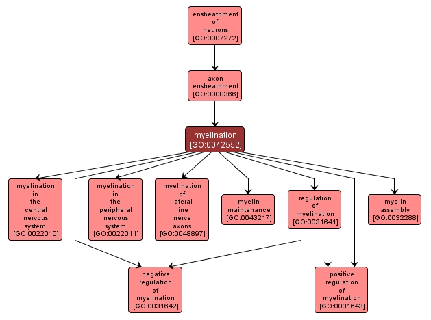 GO:0042552 - myelination (interactive image map)