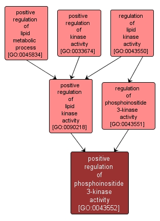 GO:0043552 - positive regulation of phosphoinositide 3-kinase activity (interactive image map)