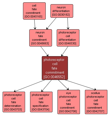 GO:0046552 - photoreceptor cell fate commitment (interactive image map)