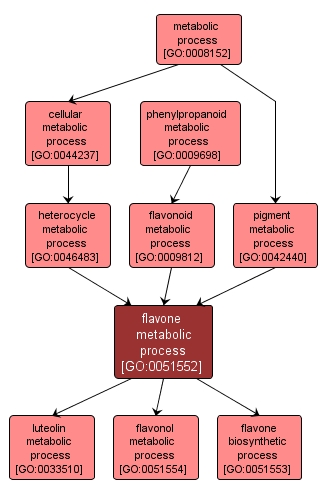 GO:0051552 - flavone metabolic process (interactive image map)