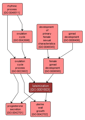 GO:0001553 - luteinization (interactive image map)