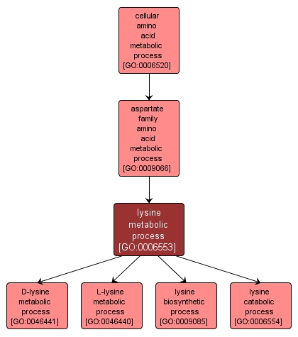 GO:0006553 - lysine metabolic process (interactive image map)